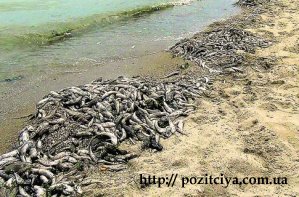 Масова загибель риби в Азовському морі (Запорізька область) фіксується майже щоліта протягом останніх десятиліть